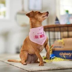 Frisco Dog & Cat Birthday Bandana -Pet Cat Store 608206 PT5. AC SS1800 V1676643860