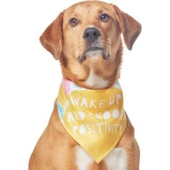 Frisco Wake Up Positive Dog & Cat Bandana 13 Frisco Wake Up Positive Dog & Cat Bandana -Pet Cat Store 608230 PT3. AC SS1800 V1676643831