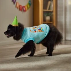 Frisco Birthday Celebration Dog & Cat T-Shirt -Pet Cat Store 608318 PT7. AC SS1800 V1676643247