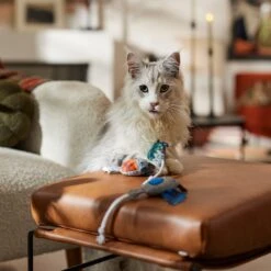 Frisco Halloween Cutie Bats Plush Cat Toy With Catnip -Pet Cat Store 667990 PT3. AC SS1800 V1689354957