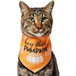 Frisco Hey There Pumpkin Dog & Cat Bandana