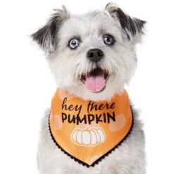 Frisco Hey There Pumpkin Dog & Cat Bandana -Pet Cat Store 706374 PT2. AC SS1800 V1690478413