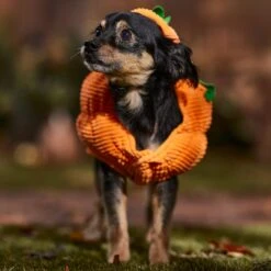 Frisco Pumpkin Ball Dog & Cat Costume -Pet Cat Store 708902 PT7. AC SS1800 V1689282553