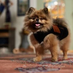 Frisco Light Weight Leopard Print Lined Fleece Dog & Cat Vest 16 Frisco Light Weight Leopard Print Lined Fleece Dog & Cat Vest -Pet Cat Store 720694 PT7. AC SS1800 V1692378099