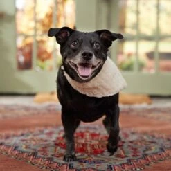 Frisco Solid Faux Fur Dog & Cat Bandana -Pet Cat Store 733878 PT6. AC SS1800 V1692378974