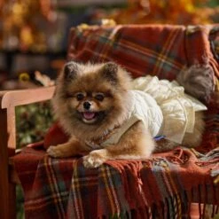 Frisco Medium Weight Quilted Ruffle Tiered Dog & Cat Dress 18 Frisco Medium Weight Quilted Ruffle Tiered Dog & Cat Dress -Pet Cat Store 744262 PT7. AC SS1800 V1693401666